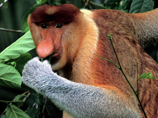 borneo proboscis monkey The Proboscis Monkey