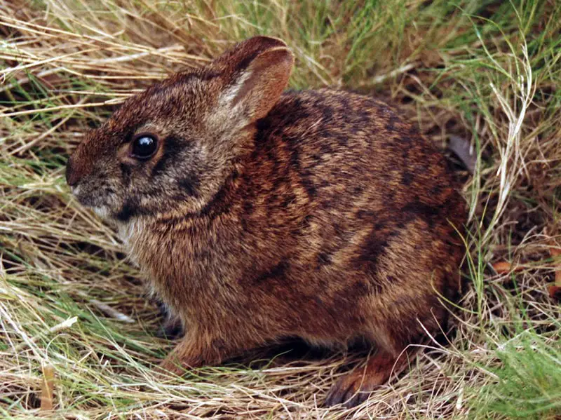 Lower Keys Marsh Rabbit in the grass