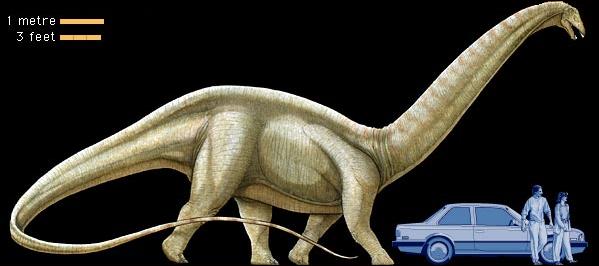 The size of the Brontosaurus, compared to a human and a car
