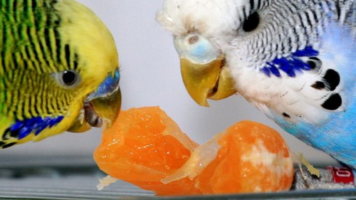 Budgerigars sharing a tangerine