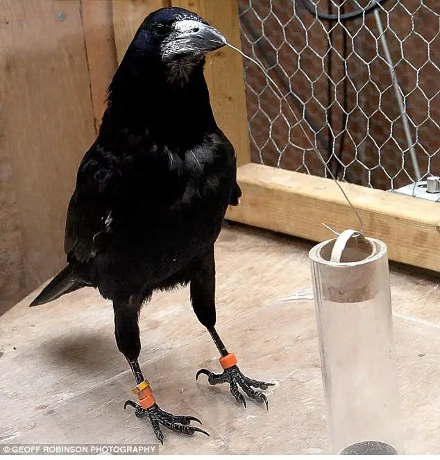 A Rook using tools to access water