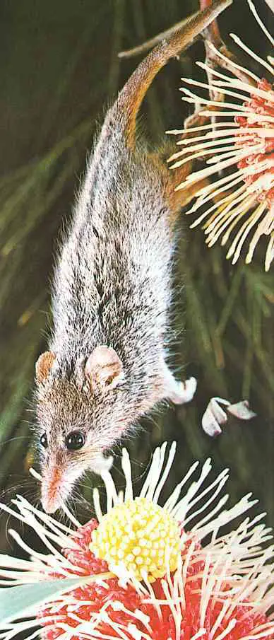 Honey Possum hanging in its tail to reach a flower