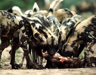 African Wild Dog pack sharing a meal