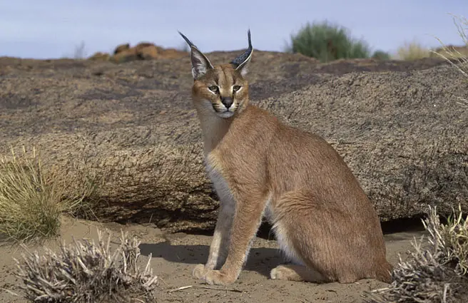 Caracals have distinctive black fur growing from the tip of their ears