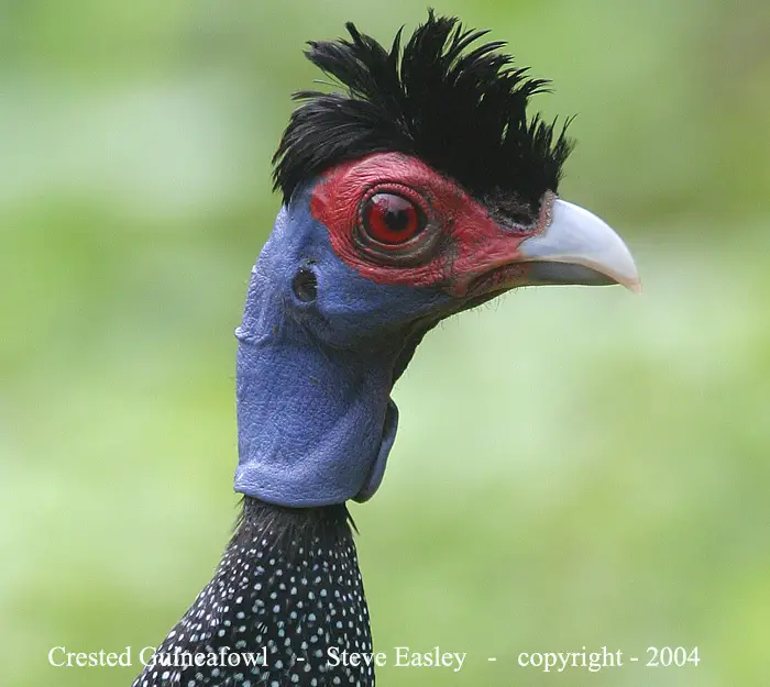 Crested Guineafowls are certainly not the most attractive birds
