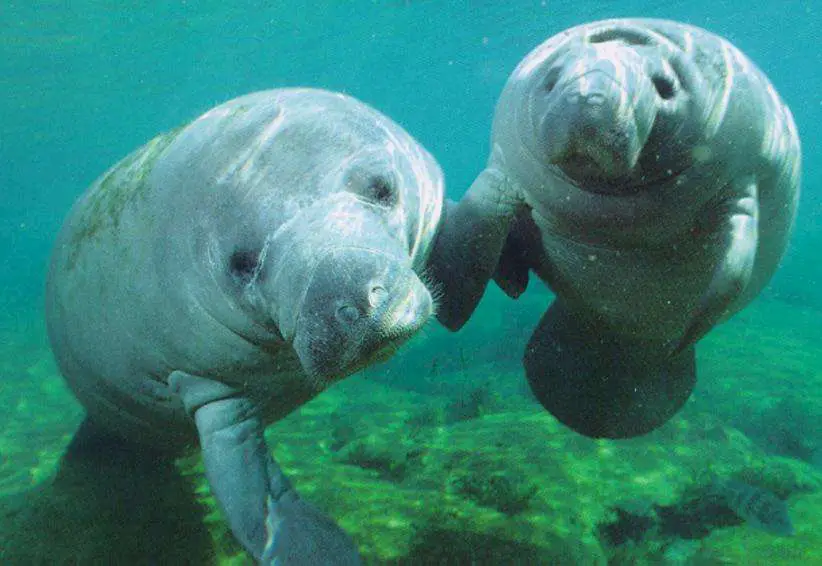 A female manatee and her almost mature offspring