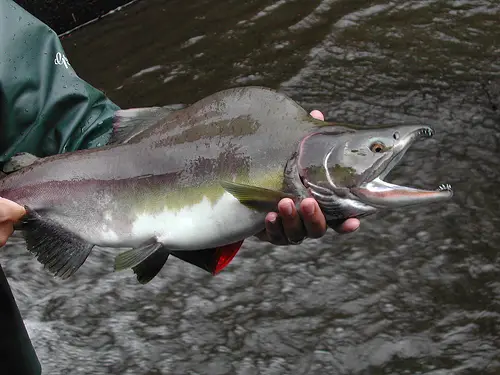 A male pink salmon with its famous hump