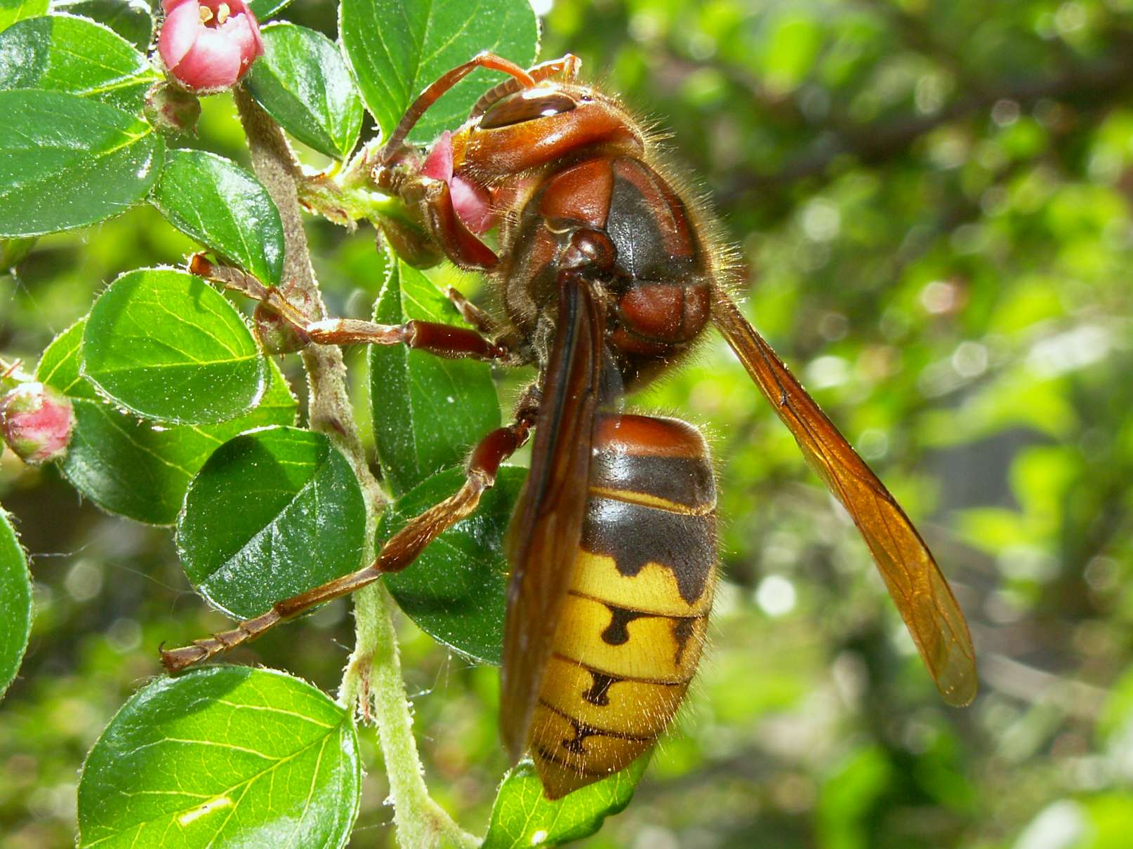 A Hornet feeding on nectar