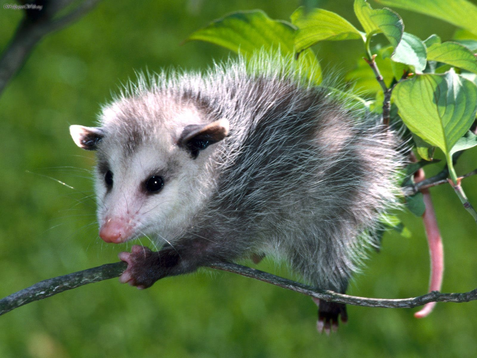 A young Virgina Opossum on a very small branch