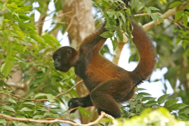 A young Woolly monkey moving through the leafage