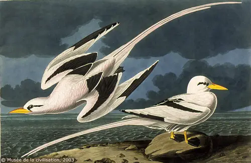 A drawing, showing the elegance of White-tailed Tropicbirds