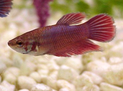 Siamese Fighting Fish females are not as spectacular as the males