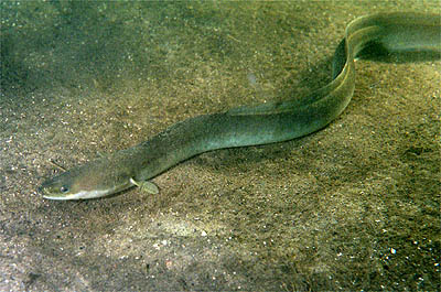 Despite the snake-like appearance, eels are actually fish