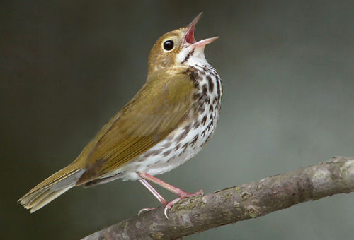 A Red Ovenbird singing