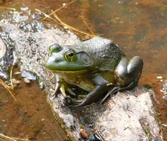 Excellent camouflage allows the Bullfrogs to be almost invisible to other creatures