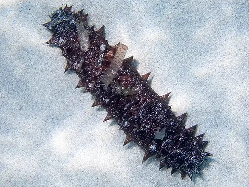 Sea cucumbers are a popular type of seafood