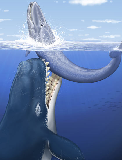 An Artist's impression of the giant Leviathan melvillei