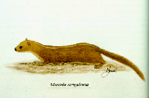 Drawing of a Back-striped weasel
