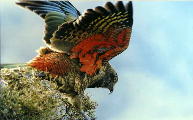 Kea's red underwing can be seen when the bird is in flight