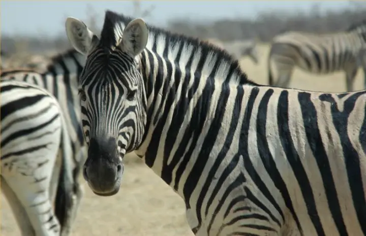If not for the stripes, Zebras would look like ordinary horses