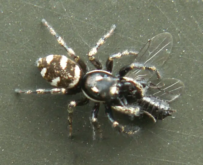 A Zebra Spider can easily catch almost any bug