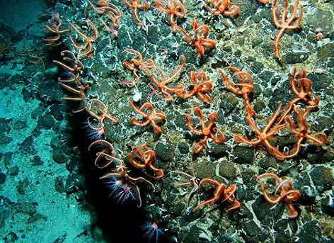 Waters rich in food can gather even millions of Brittle Stars