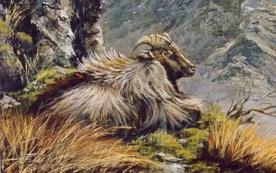 A painting of the Himalayan Tahr