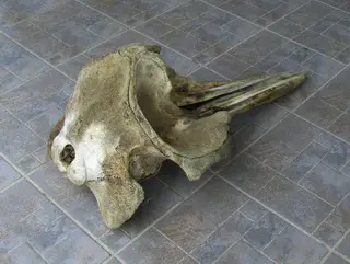 The skull of a Curvier's Beached Whale found in Greece