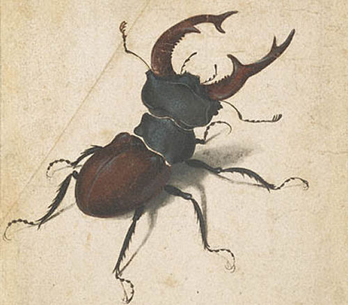 The famous Albrecht Durer's drawing of the Stag Beetle