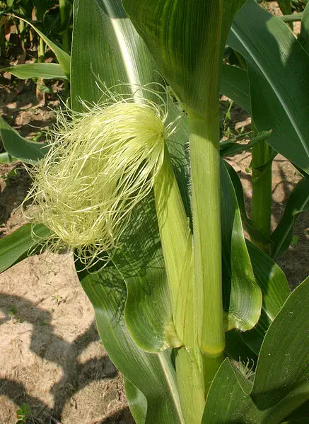 Female corn ear (silk)