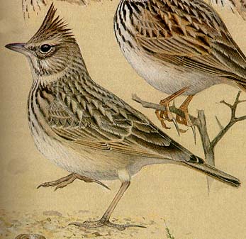 A drawing of the Crested Lark
