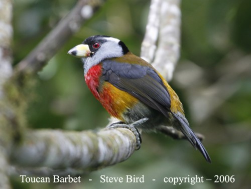 The Toucan Barbet was previously classified as just a Barbet... not a Toucan