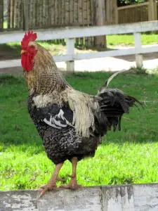 A Brazilian rooster (male chicken)