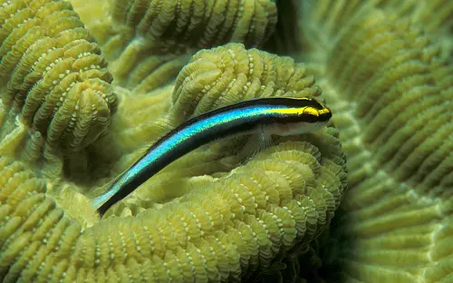 A Sharknose Goby on a Brain Coral