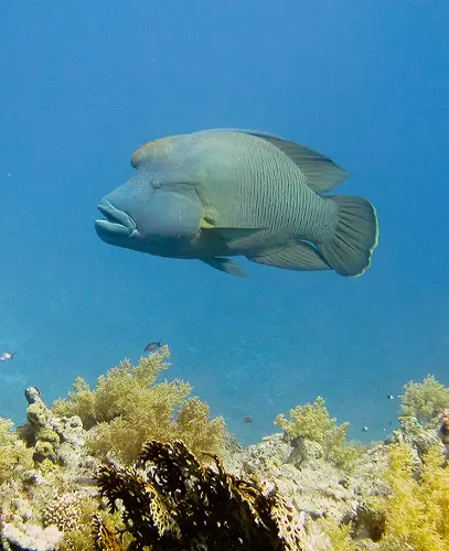 Humphead wrasses are the largest of the wrasses