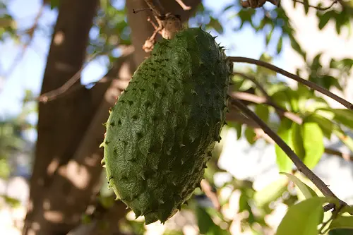 The Soursop has green, prickly fruit