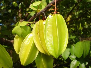 The Carambola is also known as a starfruit