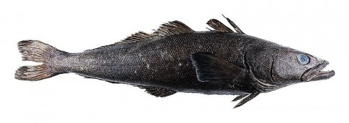 A drawing of the Patagonian Toothfish