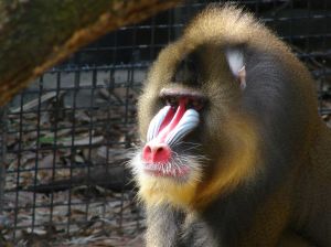 A very colourful baboon