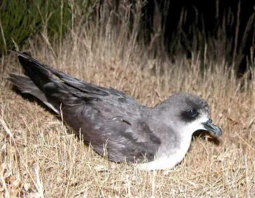 Zino's Petrel is the most endangered bird species in Europe