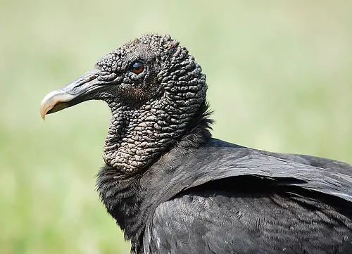 The American Black Vulture is found in the Americas