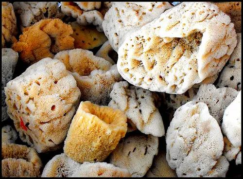 An array of sponges