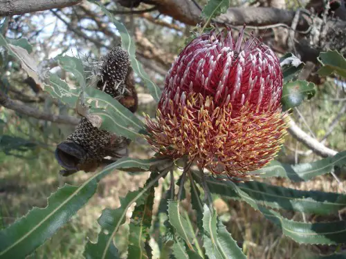 The Firewood Banksia is found in Western Australia