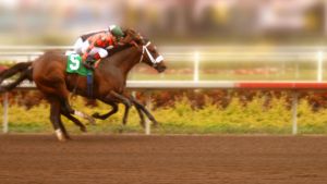 Thoroughbreds are used in horse racing