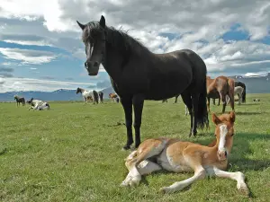 Icelandic horses are the size of ponies