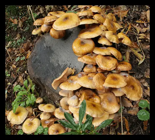 The Australian Honey Fungus is found in Australia and some South American countries