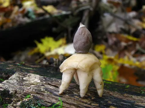 The four-footed earthstar is an unusual mushroom