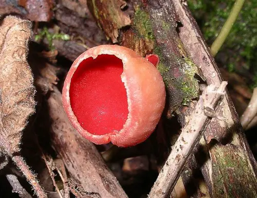This mushroom can be found almost worldwide