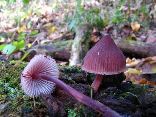 This mushroom is stunning