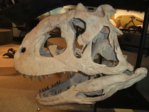 The skull of a Majungasaurus